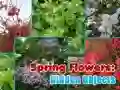 Jeu Fleurs de Printemps : Objets Cachés en ligne Jeu Fleurs de Printemps : Objets Cachés en ligne