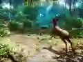 Jeu Chasseur 3D en ligne