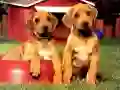 Jeu Puzzles de Paires de Chiots en ligne Jeu Puzzles de Paires de Chiots en ligne