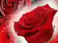Jeu Roses rouges en ligne Jeu Roses rouges en ligne