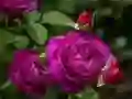 Jeu Roses pourpres en ligne