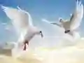 Jeu Oiseaux volants en ligne Jeu Oiseaux volants en ligne