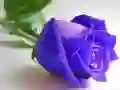Jeu Roses bleues en ligne Jeu Roses bleues en ligne