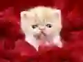 Jeu Chaton drôle en ligne Jeu Chaton drôle en ligne