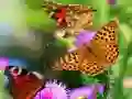 Jeu Diapositive Papillon en ligne