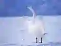 Jeu Cygnes Gracieux en ligne Jeu Cygnes Gracieux en ligne