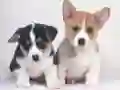 Jeu Puzzle de chiots mignons en ligne Jeu Puzzle de chiots mignons en ligne