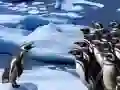Jeu Glissade des Pingouins en ligne