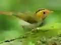 Jeu Oiseaux Glissants en ligne Jeu Oiseaux Glissants en ligne