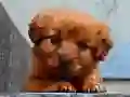 Jeu Puzzle de Chiot en ligne Jeu Puzzle de Chiot en ligne