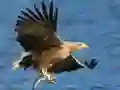 Jeu Glissade des Oiseaux Volants en ligne