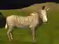 Jeu Chasse aux animaux sauvages de la jungle en ligne