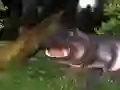 Jeu Chasse au hippopotame sauvage en ligne