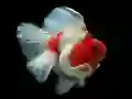 Jeu Puzzle Poisson Doré en ligne Jeu Puzzle Poisson Doré en ligne