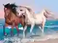 Jeu Puzzle d'animaux : Chevaux en ligne Jeu Puzzle d'animaux : Chevaux en ligne