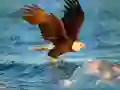 Jeu Puzzle Animaux Aigle en ligne Jeu Puzzle Animaux Aigle en ligne