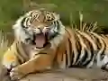 Jeu Puzzle Animaux Tigre en ligne Jeu Puzzle Animaux Tigre en ligne