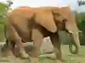 Jeu Puzzle d'animaux - Éléphants en ligne Jeu Puzzle d'animaux - Éléphants en ligne