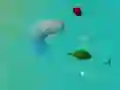 Jeu RequinsHeureux.io en ligne Jeu RequinsHeureux.io en ligne