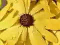 Jeu Puzzle Pétales de Fleurs Gouttes de Pluie en ligne