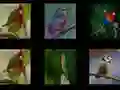 Jeu Mémorisez les oiseaux en ligne Jeu Mémorisez les oiseaux en ligne