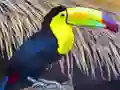 Jeu Casse-tête Oiseau Toucan en ligne Jeu Casse-tête Oiseau Toucan en ligne