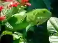 Jeu Iguane Sauvage en ligne Jeu Iguane Sauvage en ligne