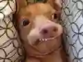 Jeu Quel chien meme es-tu ? en ligne Jeu Quel chien meme es-tu ? en ligne