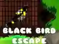 Jeu Évasion de l'Oiseau Noir en ligne