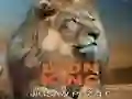 Jeu Puzzle du Roi Lion en ligne Jeu Puzzle du Roi Lion en ligne