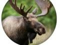Jeu Quiz Animalier en ligne