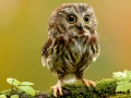 Jeu Étoiles Cachées des Animaux en ligne