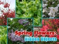 Jeu Fleurs de Printemps : Objets Cachés en ligne
