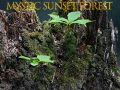 Jeu Forêt mystique au coucher de soleil en ligne