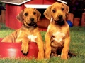 Jeu Puzzles de Paires de Chiots en ligne