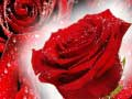 Jeu Roses rouges en ligne
