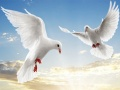 Jeu Oiseaux volants en ligne