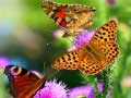 Jeu Diapositive Papillon en ligne