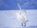 Jeu Cygnes Gracieux en ligne