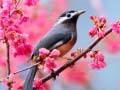 Jeu Oiseaux Aimables en ligne