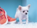 Jeu Puzzle de Chiot Adorable en ligne