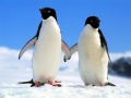 Jeu Puzzle Pingouin en ligne
