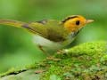 Jeu Oiseaux Glissants en ligne