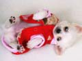 Jeu Diapositive de Chiot Mignon en ligne