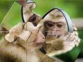 Jeu Puzzle Chimpanzé en ligne