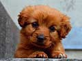 Jeu Puzzle de Chiot en ligne