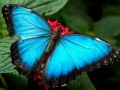 Jeu Puzzle Nature Papillon en ligne