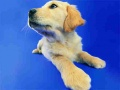 Jeu Puzzle Drôles de Chats et Chiens en ligne