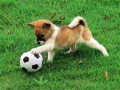Jeu Casse-tête de chiot enjoué en extérieur en ligne