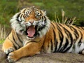 Jeu Puzzle Animaux Tigre en ligne
